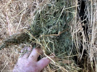 Lucerne Clover Hay 300 Bales 8x4x3