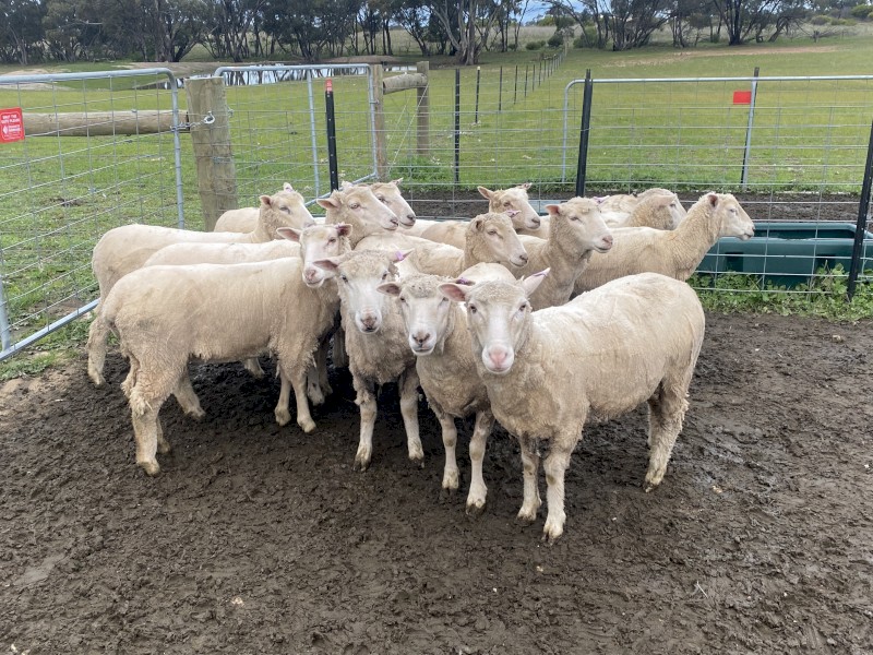 Border Leicester x Merino (first cross) Maiden Ewes  x 12