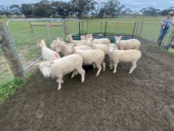 Border Leicester x Merino (first cross) Maiden Ewes  x 12