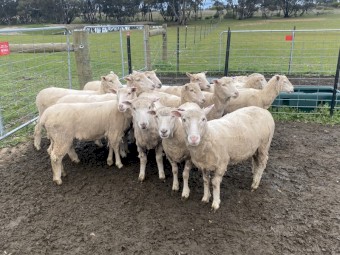 Border Leicester x Merino (first cross) Maiden Ewes  x 12