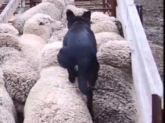 Kelpie Pup 8 Months Old, Well Started- SOLD