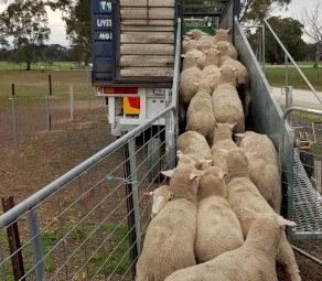 Nev Hamilton Eng. Stock Loading Ramp