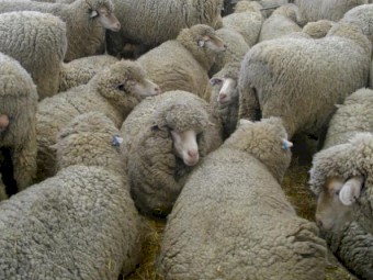 Merino Lambs