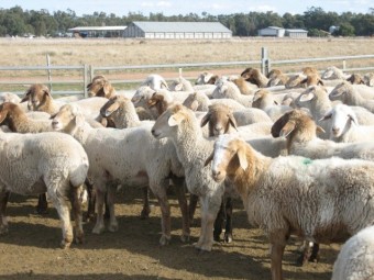 Fat Tail Awassi Sheep