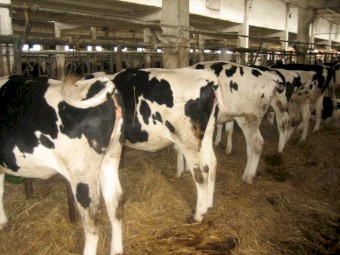 Milking Holstein Cows