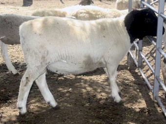Dorper, Assaf and Romanov Sheep