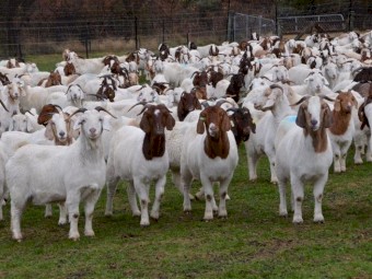 Saanen, Boer and Nubien Goats