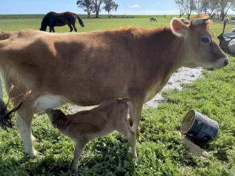 Brahman Cattles for sale