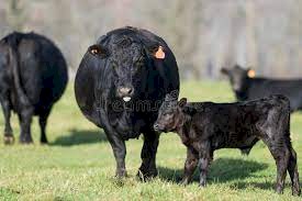 20-30  Pure Angus PTIC Cows with Calves,