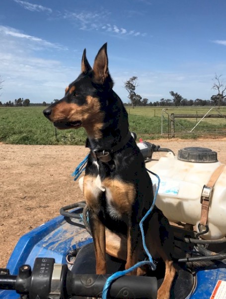 Working Dog Pups - Ready To Go