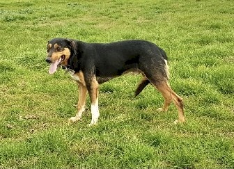 Working Dog Pups - Ready To Go