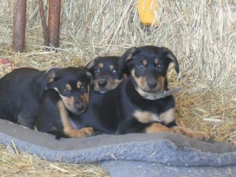 Working Dog Pups - Ready To Go