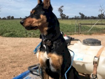 Working Dog Pups - Ready To Go