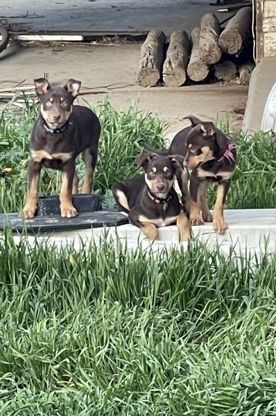Purebred Kelpie Pups 