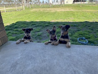 Purebred Kelpie Pups 