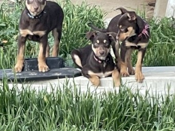 Purebred Kelpie Pups 