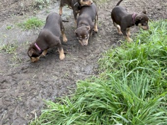 Purebred Kelpie Pups 