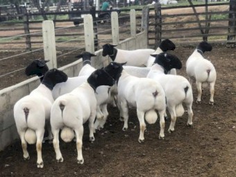 86 Livestock Dorper Rams and Ewes 