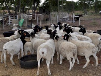 Healthy Dorper  Sheep