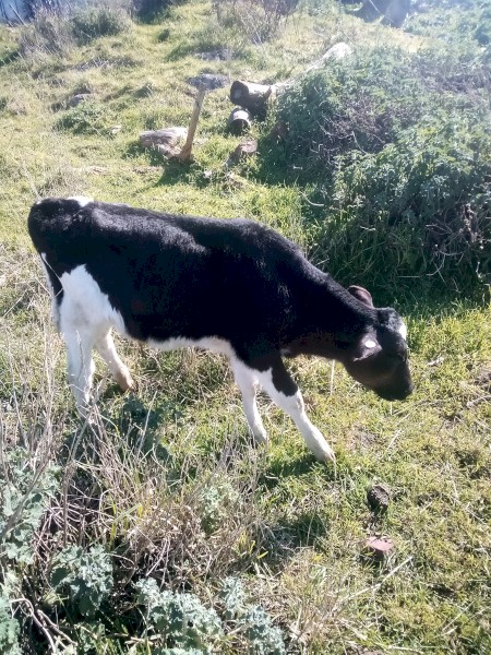  4 month AI Friesian bulls 