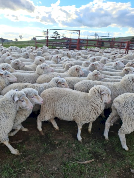 544 first cross ewe lambs . Merino cross white suffolk 