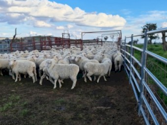 544 first cross ewe lambs . Merino cross white suffolk 
