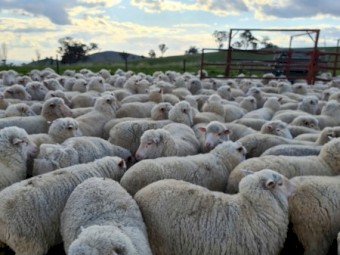 544 first cross ewe lambs . Merino cross white suffolk 