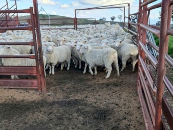 544 first cross ewe lambs . Merino cross white suffolk 