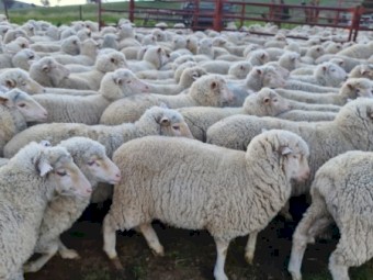 544 first cross ewe lambs . Merino cross white suffolk 
