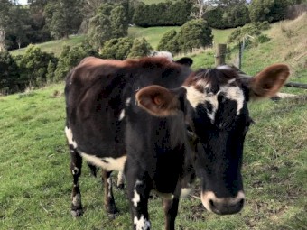 2 x Jersey x Friesian Heifers 