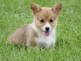 Pembroke Welsh Corgi Pups