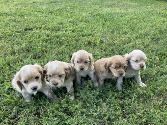 Cocker Spaniel Puppies