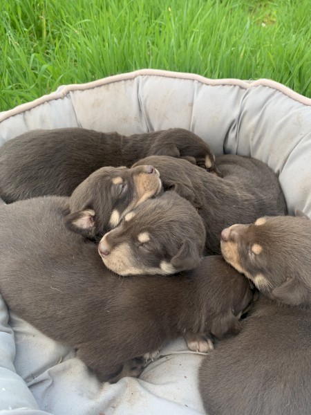 Kelpie Pups
