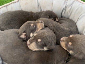 Kelpie Pups