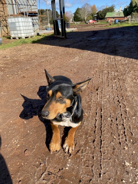 Kelpie 3yr old male