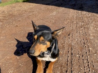 Kelpie 3yr old male
