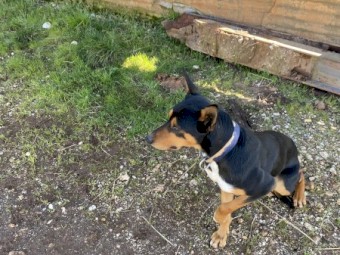Kelpie 3yr old male