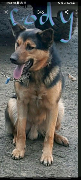 15 month old Kelpie x Male for sale