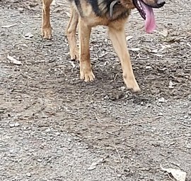 15 month old Kelpie x Male for sale