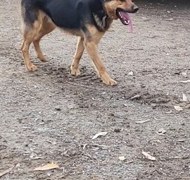 15 month old Kelpie x Male for sale
