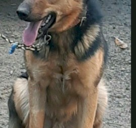 15 month old Kelpie x Male for sale