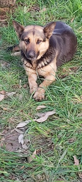 German Shepard 3yr old Female