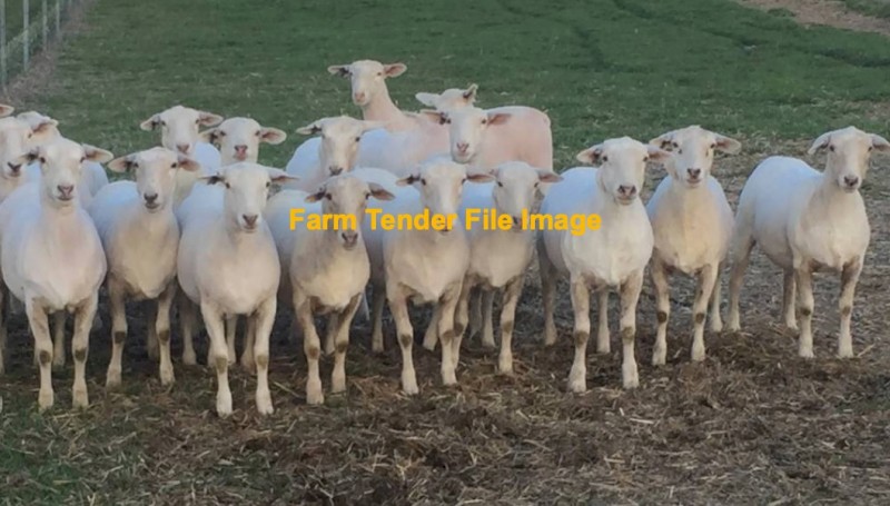 WANTED 20-30 Aussie White Ewes