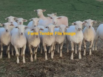 WANTED 20-30 Aussie White Ewes