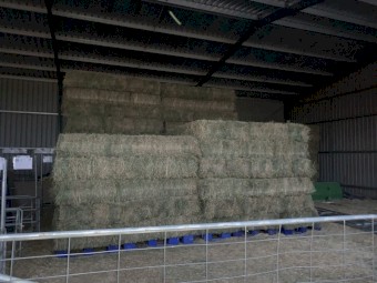 Lucerne Hay Small Bales