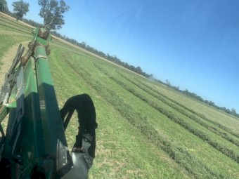 Lucerne Hay Small Bales