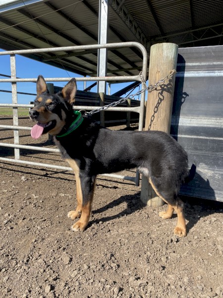 Male Kelpie 12 months old