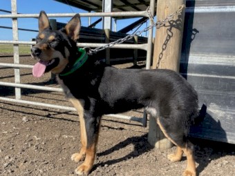 Male Kelpie 12 months old