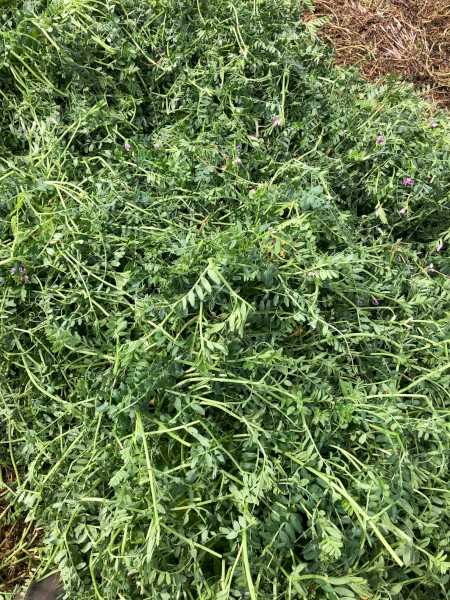 350mt Shedded Vetch Hay