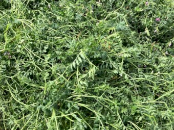 350mt Shedded Vetch Hay